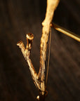 Vintage Gilded Branch Brooch - floysun